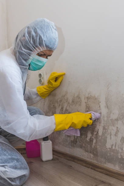 Best Industrial Mold Remediation  in Newton, IL